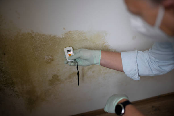 Best Residential Mold Remediation in Toro Nyon, CA